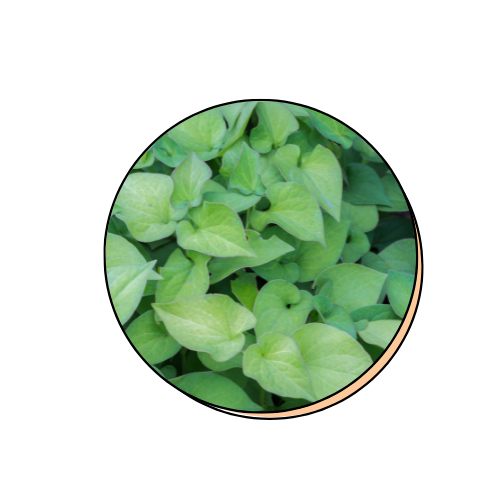 Melia Azadirachta Leaf Extract