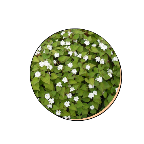 Houttuynia Cordata Extract