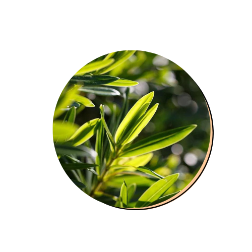 Melaleuca Alternifolia (Tea Tree) Leaf Extract